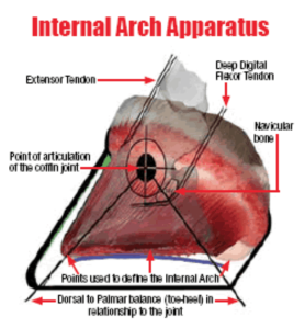 Internal Arch Apparatus