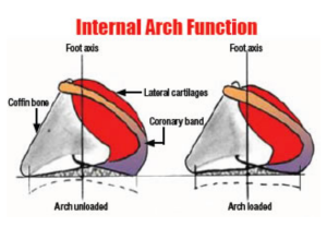 Internal Arch Function